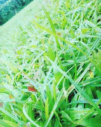 Close-up of fresh green grass in field