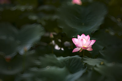 Close-up of pink water lily in lake