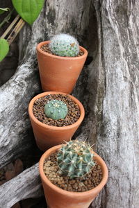 High angle view of succulent plant in pot