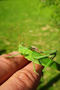 Close-up of insect on hand