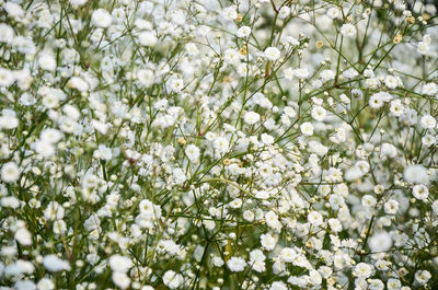 White blossoms on tree