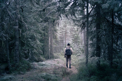 Rear view of man walking on footpath in forest