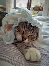 Close-up of cat sleeping on bed