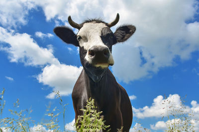 Low angle view of a horse against sky