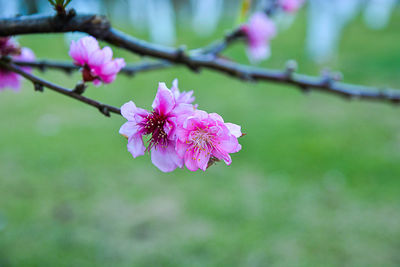 Close-up of pink flower blooming on tree