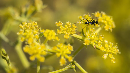 Close-up of insect on yellow flower