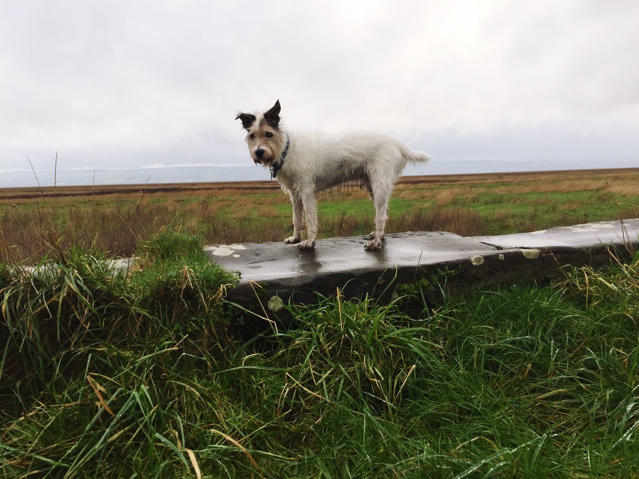 animal themes, grass, domestic animals, mammal, sky, field, one animal, grassy, standing, cloud - sky, full length, landscape, pets, livestock, horse, nature, cloud, cloudy, side view, tranquility