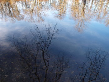 Reflection of tree in lake against sky