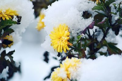 Close-up of yellow flowering plant