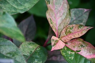 Close-up of green leaves