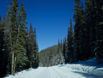 Snow covered road amidst trees against clear sky