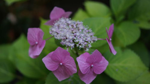 Close-up of purple flowers