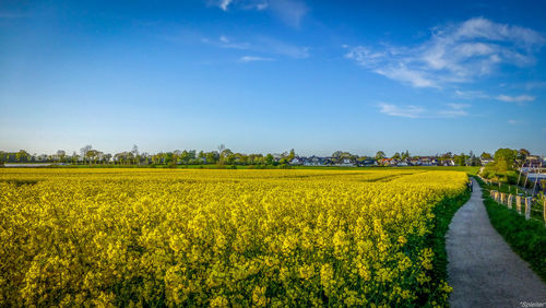 Scenic view of oilseed rape field against sky