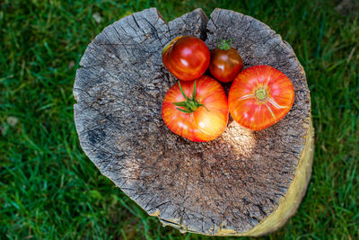 Freshly harvested tomatoes