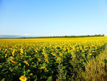 Scenic view of yellow flowering field against clear sky