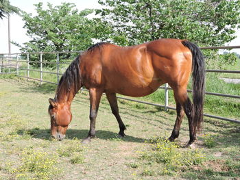 Horse standing in ranch