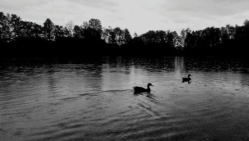 Silhouette ducks swimming in lake