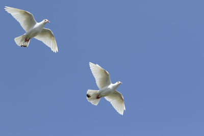 Low angle view of seagull flying