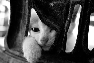 A little kitten playing hide and seek // nikon d3500 