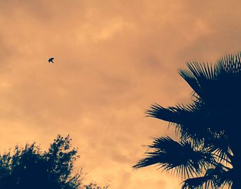 Low angle view of palm trees against cloudy sky