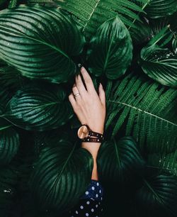 High angle view of woman hand holding leaves