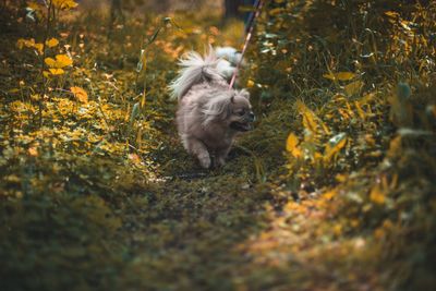 Sheep in autumn