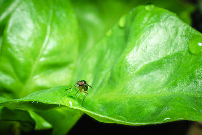 Close-up of insect on leaf