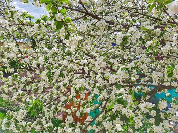 Close-up of white flowers blooming on tree