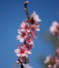 Close-up of pink flowers on branch