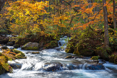 Scenic view of stream flowing in forest during autumn