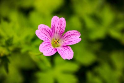 Close-up of pink flower against blurred background