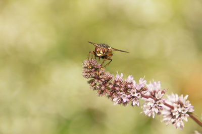 Close-up of insect on purple flower