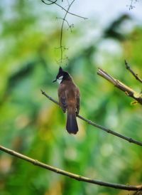 Close-up of bird perching on branch