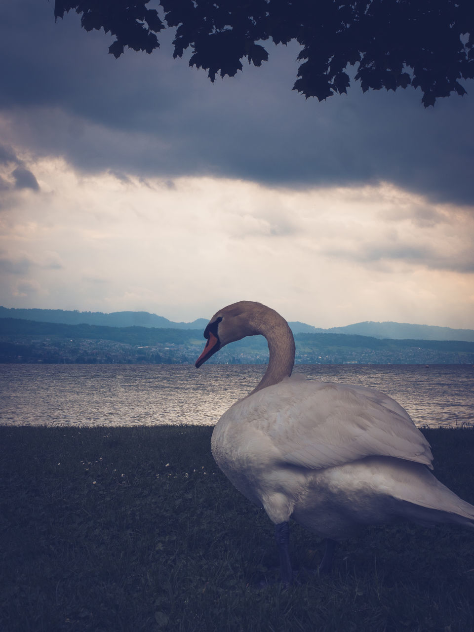 VIEW OF SWAN IN LAKE AGAINST SKY