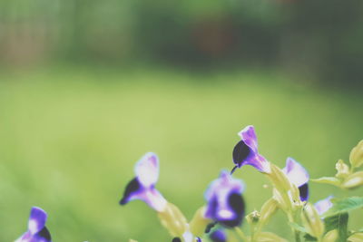 Close-up of purple flowering plants