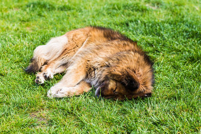 View of a dog resting on grassy field