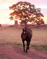 Horse on field against sky