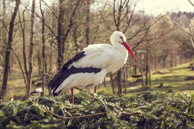 Stork on field against trees