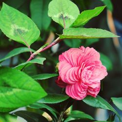 Close-up of pink rose blooming