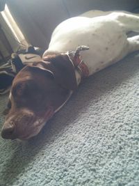 Dog resting on couch