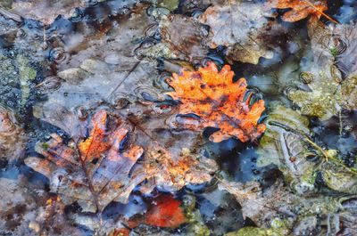 High angle view of autumn leaves on rock