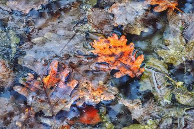 Full frame shot of fallen leaves in water during autumn