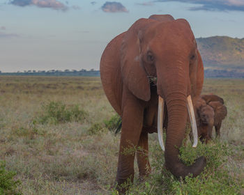 An african elephant with its babies trailing behind