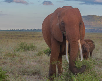 Elephants on field