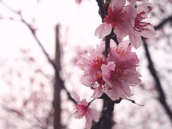 Close-up of apple blossoms in spring