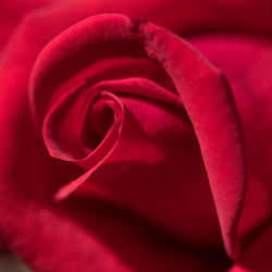 Full frame shot of red rose