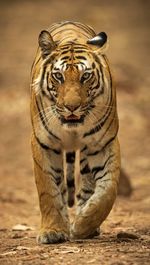 Portrait of tiger walking on land