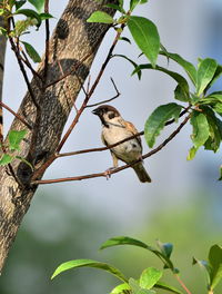 Low angle view of bird perching on tree against sky