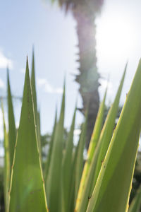 Close-up of succulent plant growing on field against sky