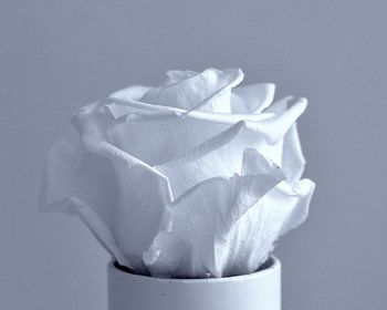 Close-up of white rose on table